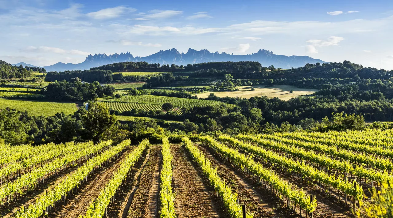 Vins del territori